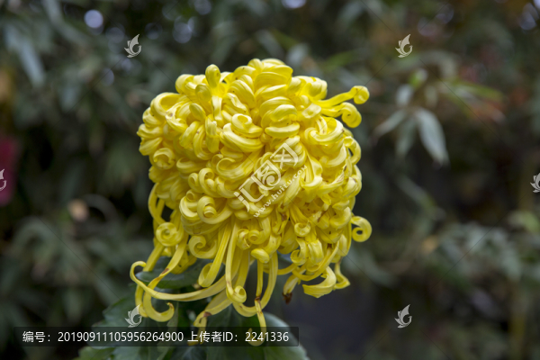 秋菊
