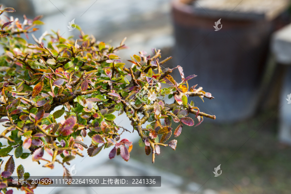盆景素材