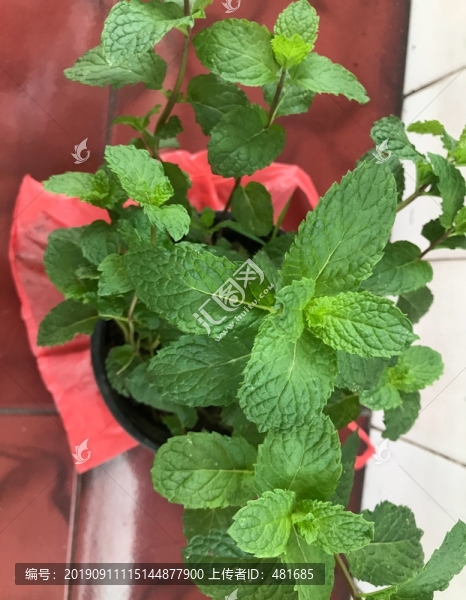 薄荷葉