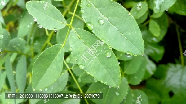 葉子上的雨滴