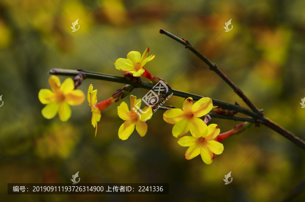 迎春花素材