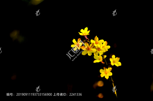 迎春花素材