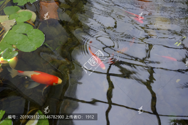錦鯉