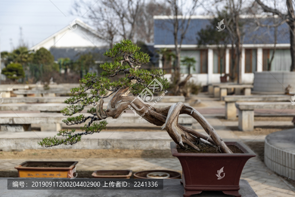 松柏盆景