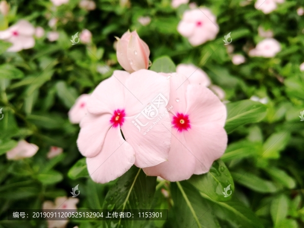 長(zhǎng)春花