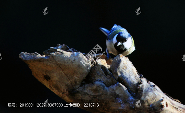 雀鳥