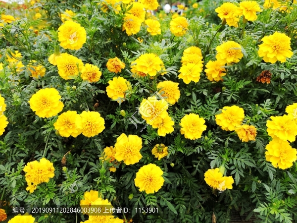 萬(wàn)壽菊