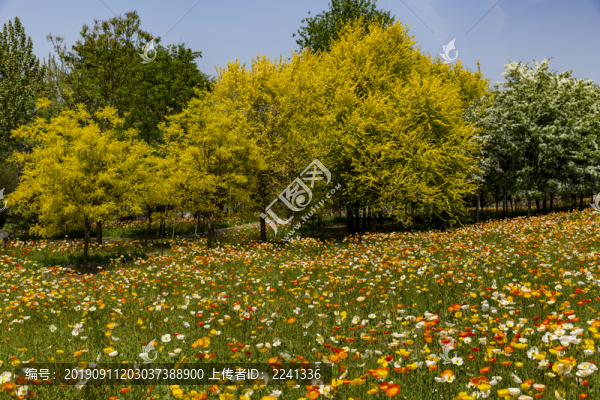 園藝花卉
