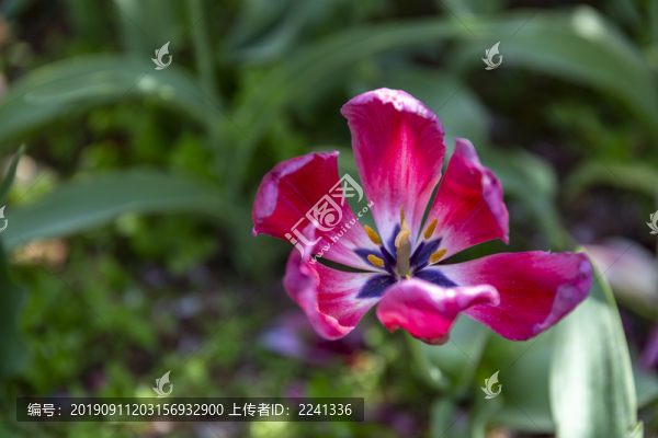 花草素材
