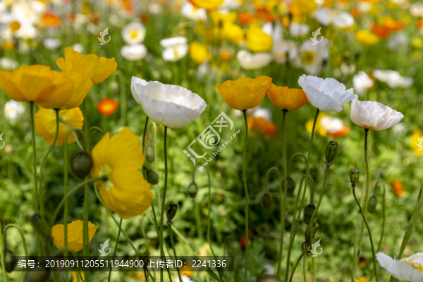 花草素材