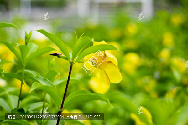 黃蟬