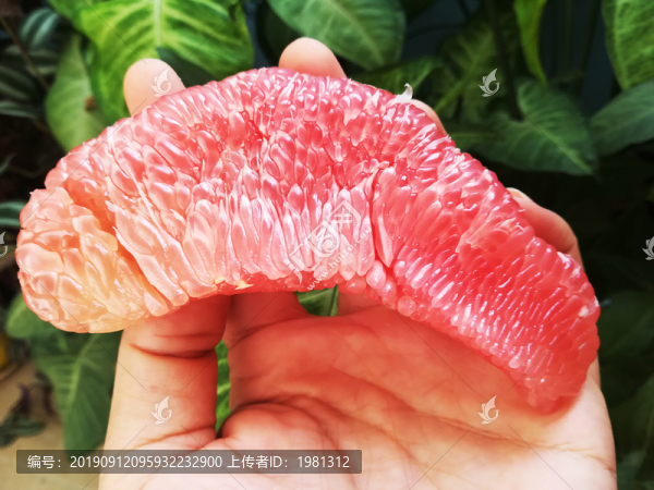 紅心蜜柚
