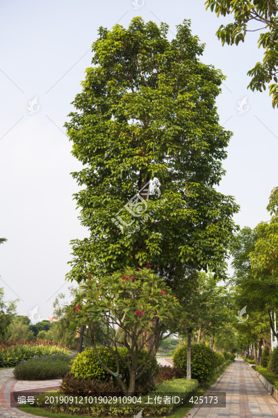 樹(shù)木