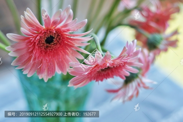 非洲菊