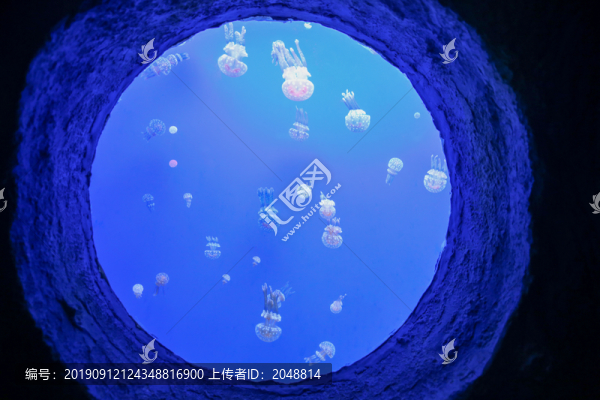 水母