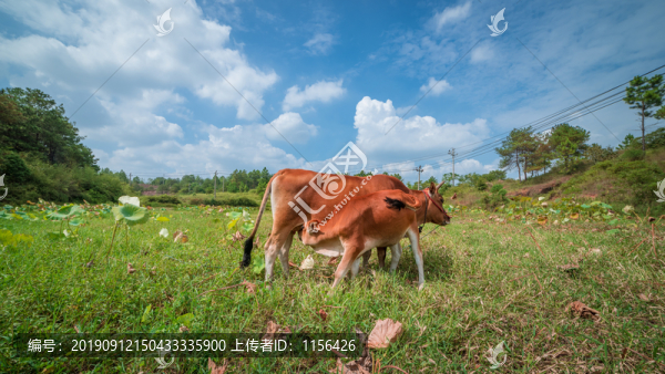 黃牛哺乳小牛犢