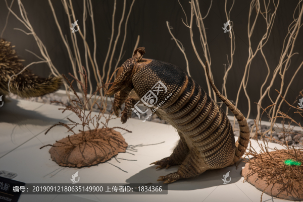 動(dòng)物標(biāo)本展覽
