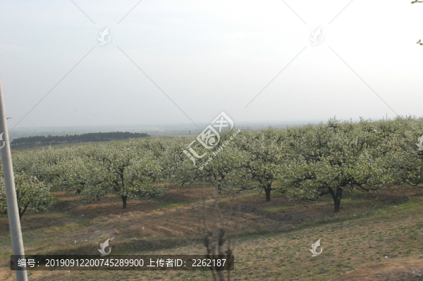 梨樹園