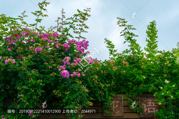 薔薇花