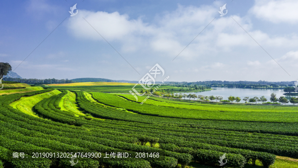 泰國(guó)清萊翠峰茶園