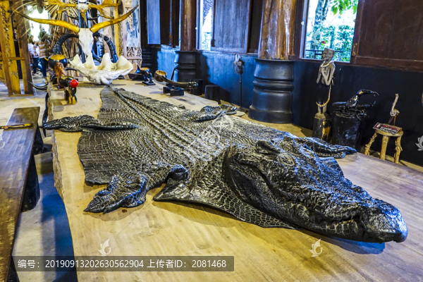 鱷魚(yú)皮標(biāo)本