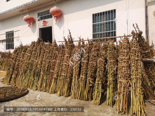 芝麻秸桿