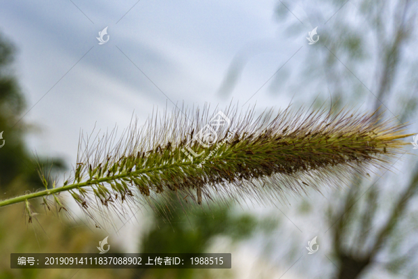 狗尾巴草