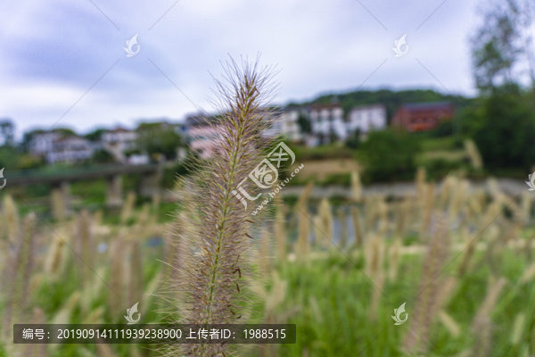 狗尾巴草