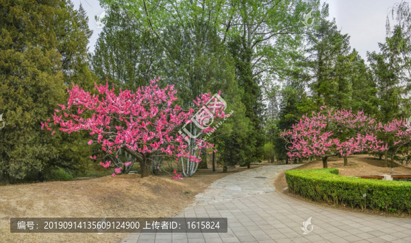 桃花大畫幅