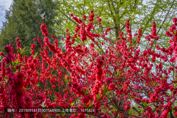 桃花高清大圖