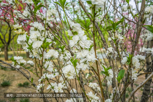 桃花高清大圖