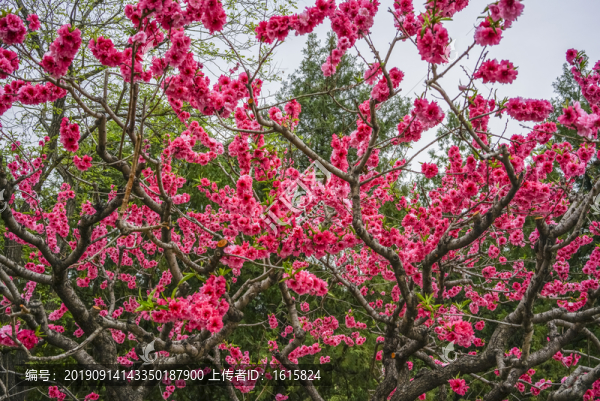 桃花高清大圖
