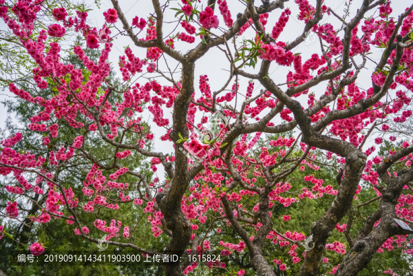 桃花高清大圖