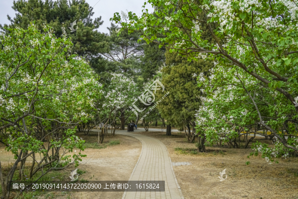 白丁香高清大圖