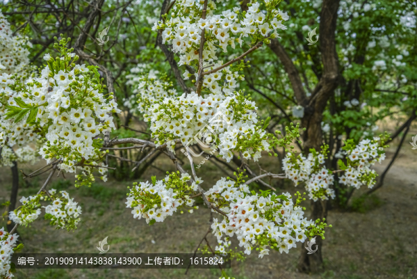 白丁香高清大圖