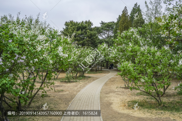 白丁香高清大圖