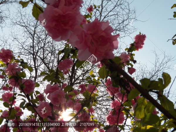 春花