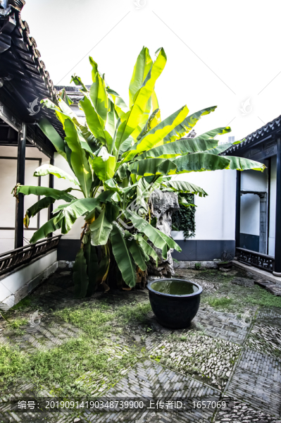 庭院芭蕉樹