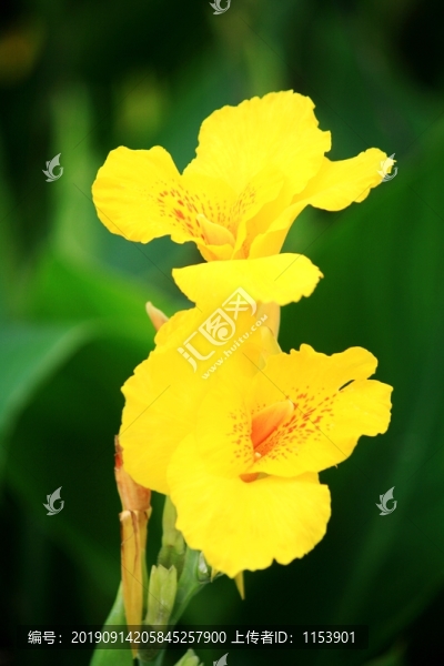美人蕉
