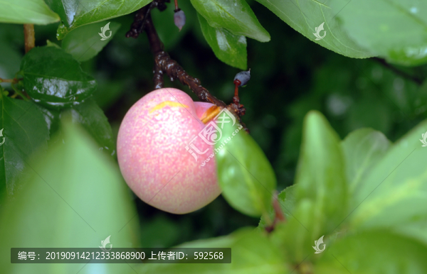 蘋果