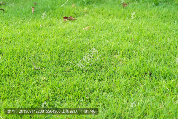 草地