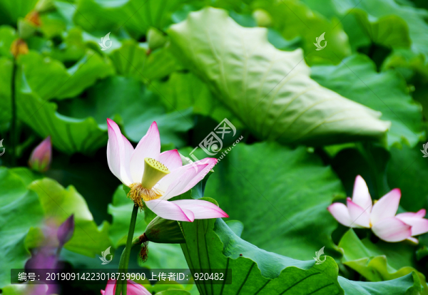 荷花