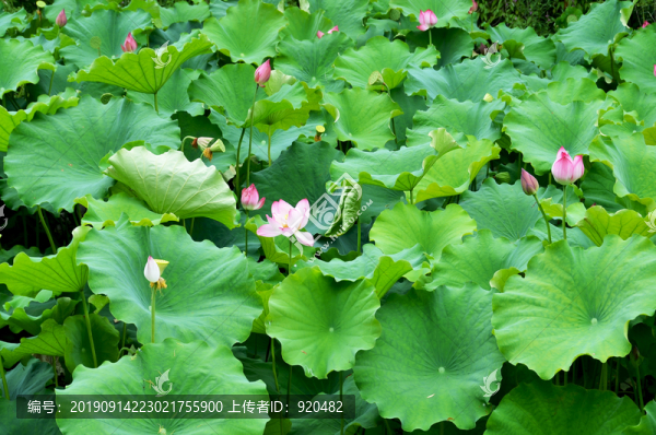 荷花