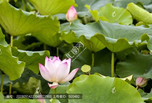 荷花