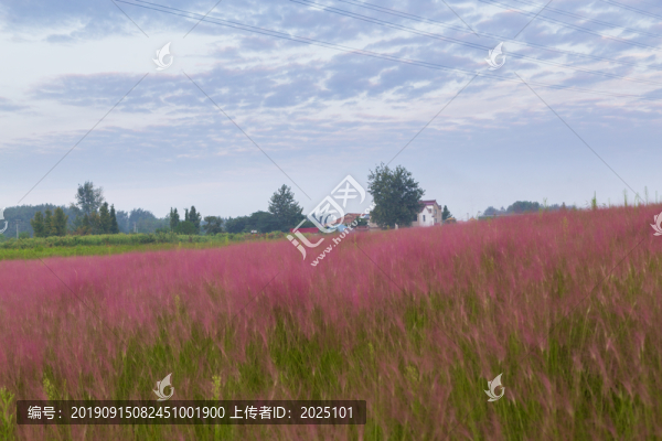 粉黛亂子草