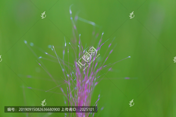 粉黛亂子草