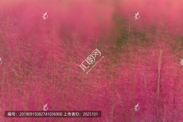 粉黛亂子草