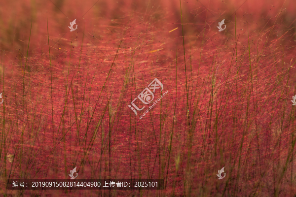 粉黛亂子草