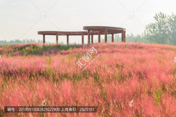粉黛亂子草