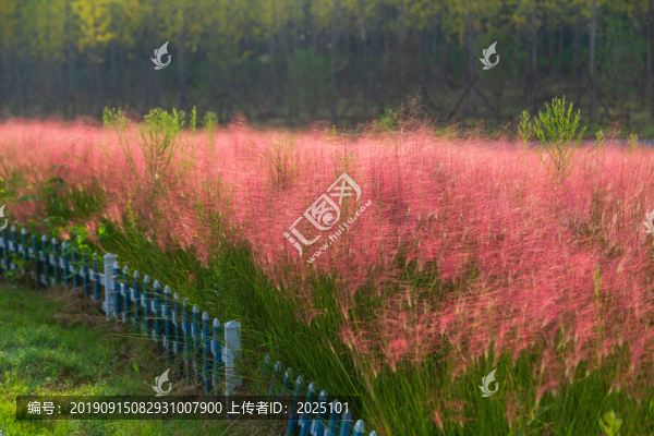 粉黛亂子草